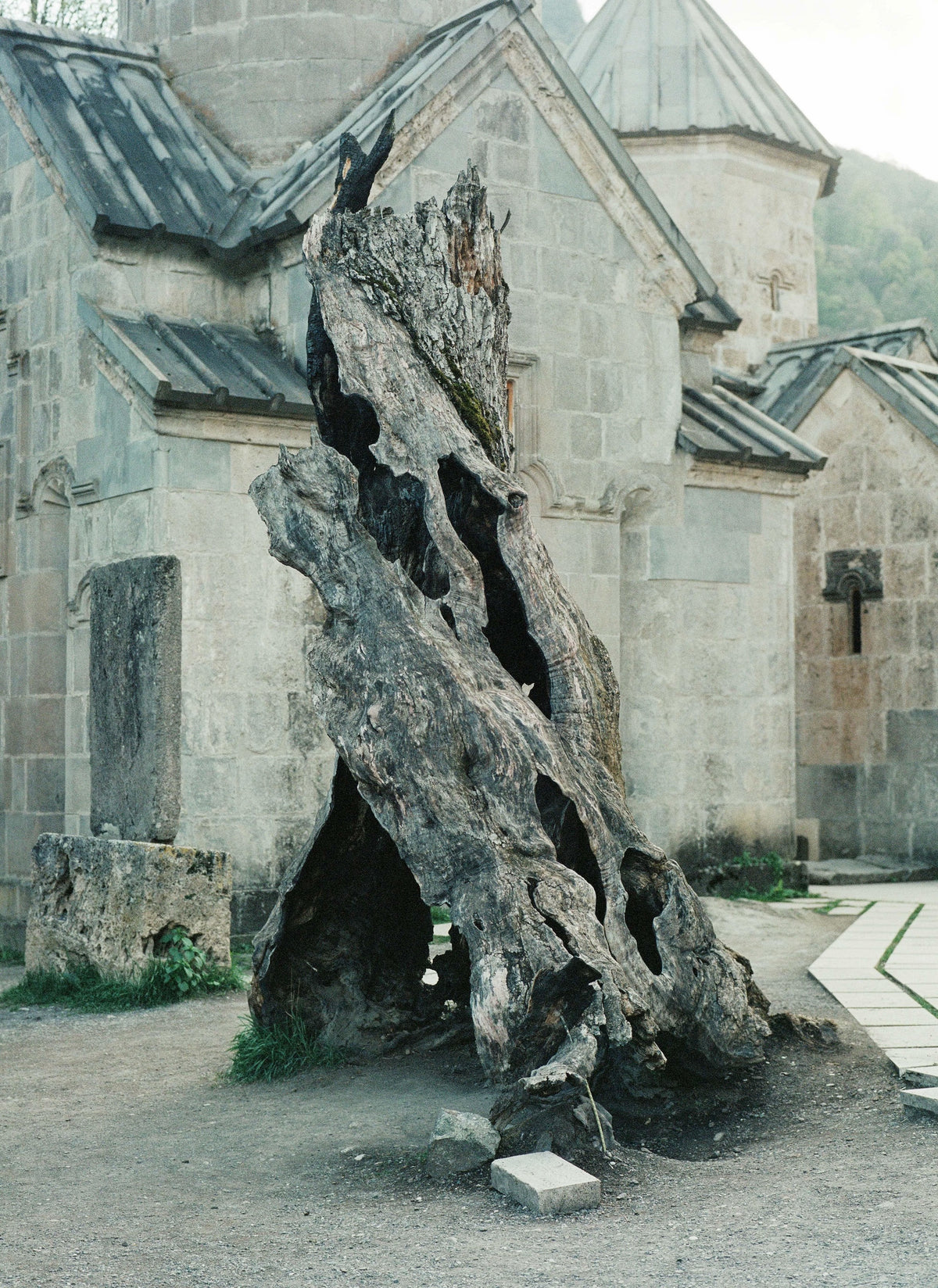 Tree, Haghartsin Monastery, Armenia